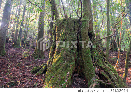 Yakushima Shiratani Unsuikyo Gorge: Japan's most beautiful moss forest (Autumn) 126832064