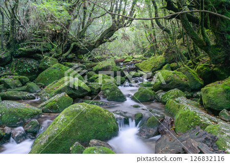 Yakushima Shiratani Unsuikyo Valley: The most beautiful moss valley in Japan (Autumn) Yakushima Shiratani Unsuikyo Valley: The most beautiful moss valley in Japan (Autumn) 126832116