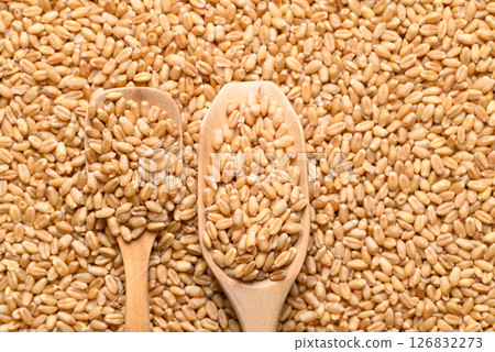 Whole wheat grain with wooden scoop, Food ingredient, Top view 126832273
