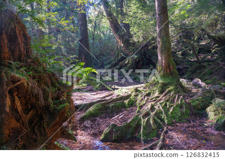 Yakushima Shiratani Unsuikyo Forest (October) A forest where gods reside and where sunlight shines through the trees 126832415
