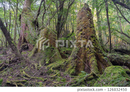Yakushima Shiratani Unsuikyo Gorge: Japan's most beautiful moss forest (Autumn) Yakushima Shiratani Unsuikyo Gorge: Japan's most beautiful moss forest (Autumn) 126832450