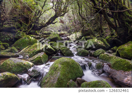眾神居住的屋久島白谷雲水峽（秋季） 126832461