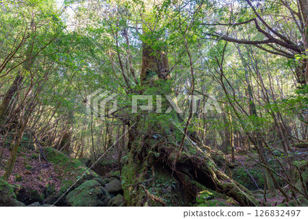 屋久島白谷雲水峽：陽光透過樹木和神靈的縫隙灑滿森林（秋季） 126832497