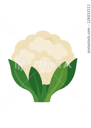 花椰菜平面插圖 花椰菜平面插圖 126832511