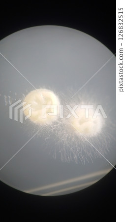 Colonies with wrinkled surfaces 126832515