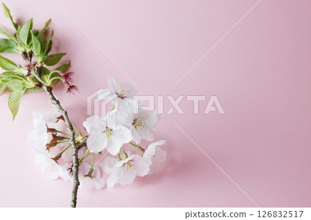 櫻花_粉紅色背景 126832517