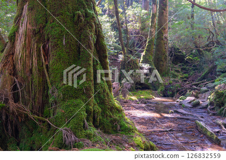 屋久島白谷雲水峽：陽光透過樹木和神靈的縫隙灑滿森林（秋季） 126832559