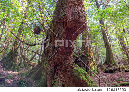 Yakushima Shiratani Unsuikyo Gorge: Sunlight filtering through the trees and Yakusugi cedars (Autumn) Yakushima Shiratani Unsuikyo Gorge: Sunlight filtering through the trees and Yakusugi cedars (Autumn) 126832560