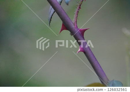 Red thorns 126832561