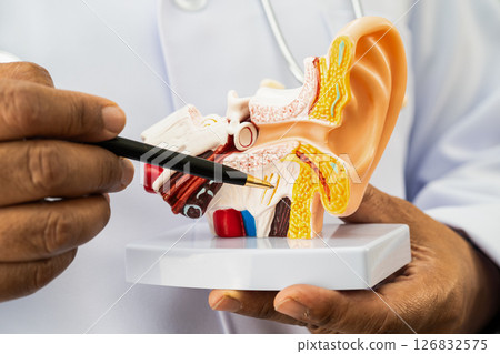 Asian doctor holding human ear model to learn and treat hearing loss in patient. Asian doctor holding human ear model to learn and treat hearing loss in patient. 126832575