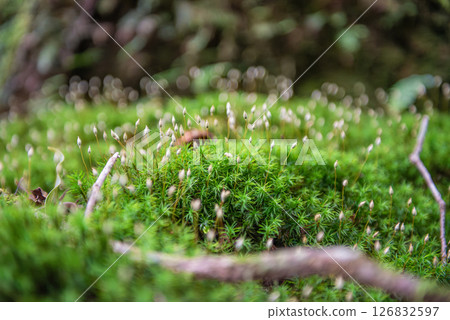 屋久島白谷雲水峽:美麗的苔蘚和孢子(秋季) 屋久島白谷雲水峽:美麗的苔蘚和孢子(秋季) 126832597