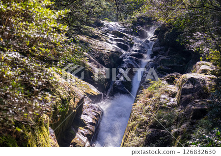 屋久島白谷雲水峽:陽光透過樹木和溪流灑落下來(春天) 屋久島白谷雲水峽:陽光透過樹木和溪流灑落下來(春天) 126832630