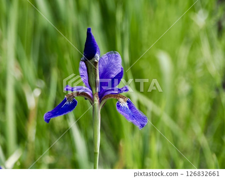 鳶尾花 鳶尾花 126832661