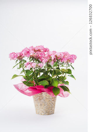 Hydrangea of pink color 126832700