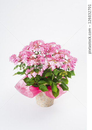 Hydrangea of pink color 126832701