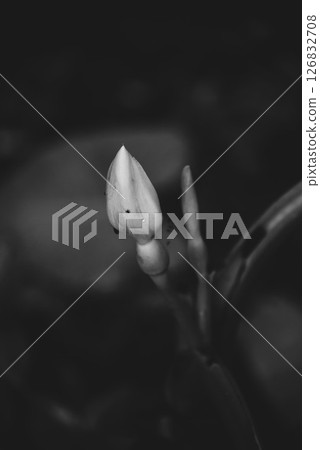 Plant Shading Plant Shading 126832708