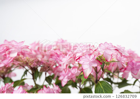 Hydrangea of pink color Hydrangea of pink color 126832709
