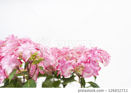 Hydrangea of pink color Hydrangea of pink color 126832711