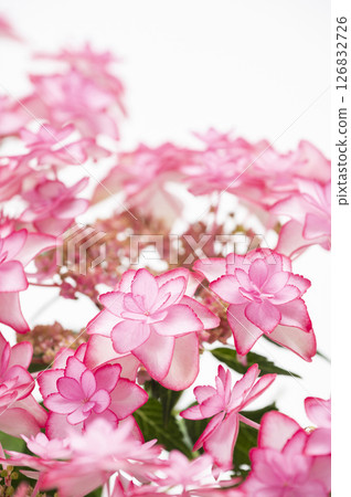 Hydrangea of pink color 126832726