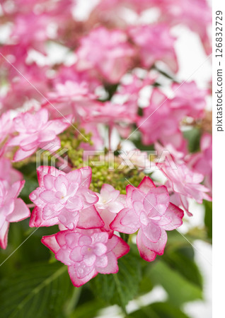 Hydrangea of pink color 126832729