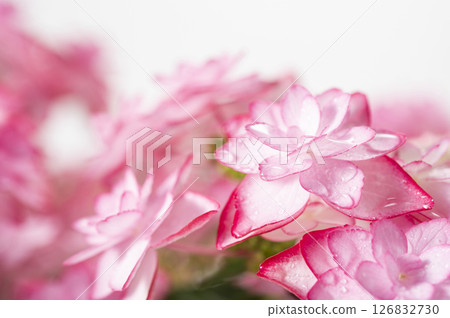 Hydrangea of pink color 126832730