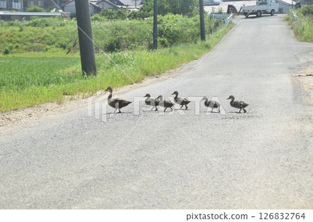 Parent and child of cargamo crossing the road Parent and child of cargamo crossing the road 126832764