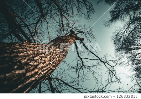 Tree in dark park. View of tree from bottom to top Tree in dark park. View of tree from bottom to top 126832813