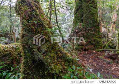 Yakushima Shiratani Unsuikyo Forest (March) A forest where gods live and where beautiful moss shines 126832899