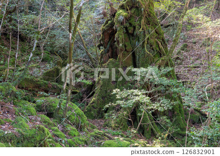 屋久島白谷雲水峽：陽光透過樹木和苔蘚的縫隙灑落（春天） 126832901