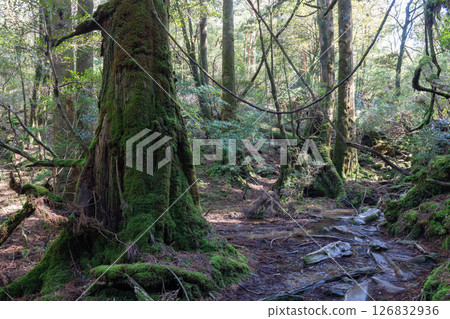 屋久島白谷雲水峽:陽光透過樹木和苔蘚的縫隙灑落(春天) 屋久島白谷雲水峽:陽光透過樹木和苔蘚的縫隙灑落(春天) 126832936