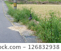 鄉村道路和野雞 126832938