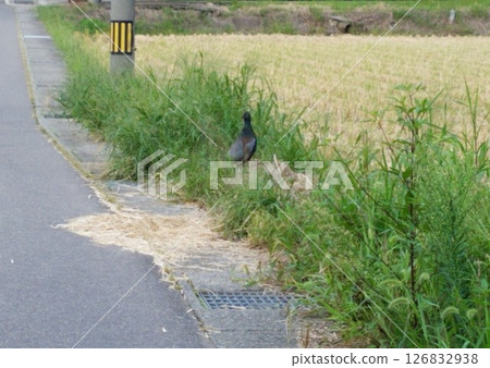 鄉村道路和野雞 126832938