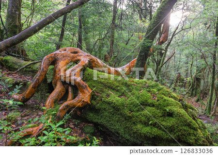 屋久島白谷雲水峽：姬原和苔蘚森林（春季） 126833036
