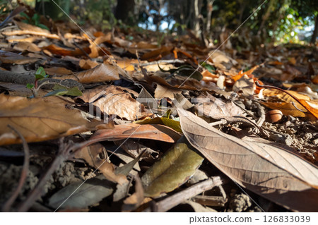 Fallen leaves in the winter park Fallen leaves in the winter park 126833039