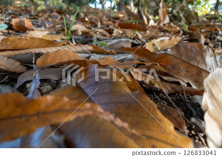 Fallen leaves in the winter park 126833041