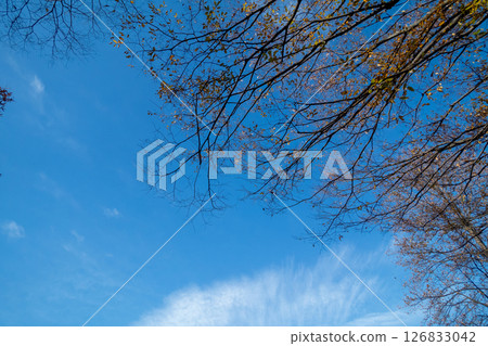 blue sky, tree, maple 126833042
