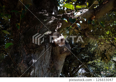 樹木 樹 木頭 126833047