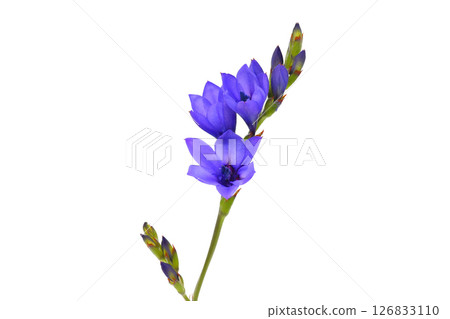 [Babiana Stricta]（深度合成） 126833110