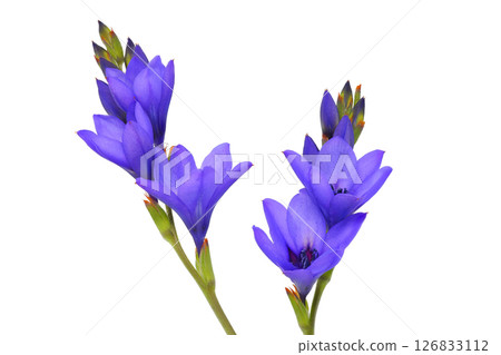 [Babiana Stricta] (depth synthesis) 126833112