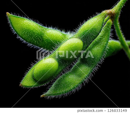 Close up of fresh green edamame pods with black background Close up of fresh green edamame pods with black background 126833149