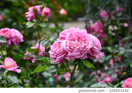 Rose "Fragonard" 126833242