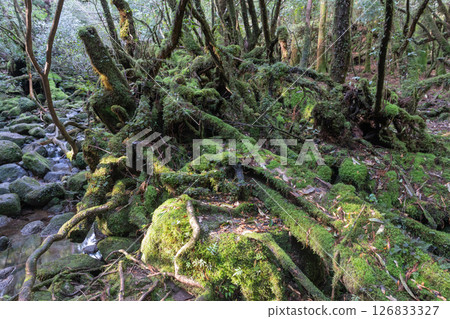 屋久島白谷雲水峽：陽光透過樹木和苔蘚的縫隙灑落（春天） 126833327