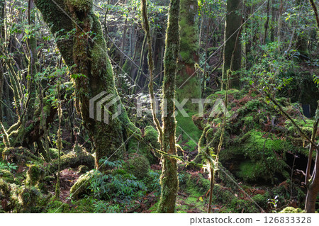 屋久島白谷雲水峽:陽光透過樹木和苔蘚的縫隙灑落(春天) 屋久島白谷雲水峽:陽光透過樹木和苔蘚的縫隙灑落(春天) 126833328