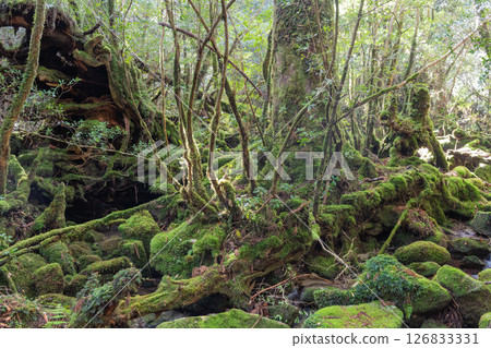 Yakushima Shiratani Unsuikyo Gorge: Sunlight filtering through the trees and mossy forest (spring) Yakushima Shiratani Unsuikyo Gorge: Sunlight filtering through the trees and mossy forest (spring) 126833331