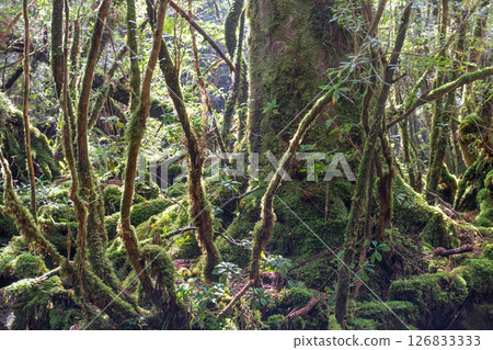 屋久島白谷雲水峽：陽光透過樹木和苔蘚的縫隙灑落（春天） 126833333