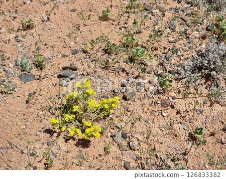 Wonderful flower in the desert. Beautiful botanical shot, natural wallpaper. Wonderful flower in the desert. Beautiful botanical shot, natural wallpaper. 126833382