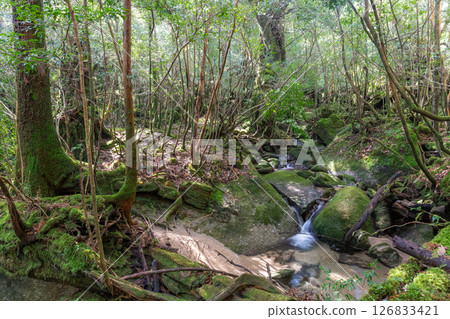 Yakushima Shiratani Unsuikyo Gorge: Sunlight filtering through the trees and mossy valley (spring) 126833421