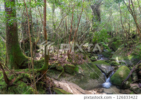 屋久島白谷雲水峽：陽光透過樹木和長滿青苔的山谷（春天） 126833422