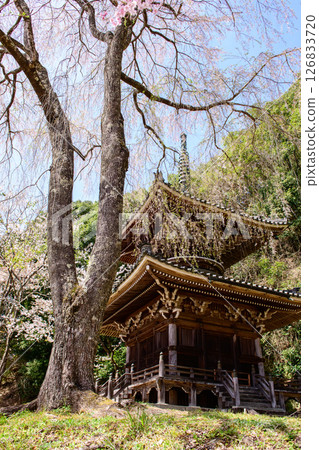 Spring in Yoshino: Nyoirinji Temple pagoda and weeping cherry blossoms, Nara Prefecture 126833720