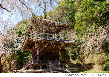 吉野之春：奈良縣如意輪寺的寶塔與垂枝櫻花 126833741